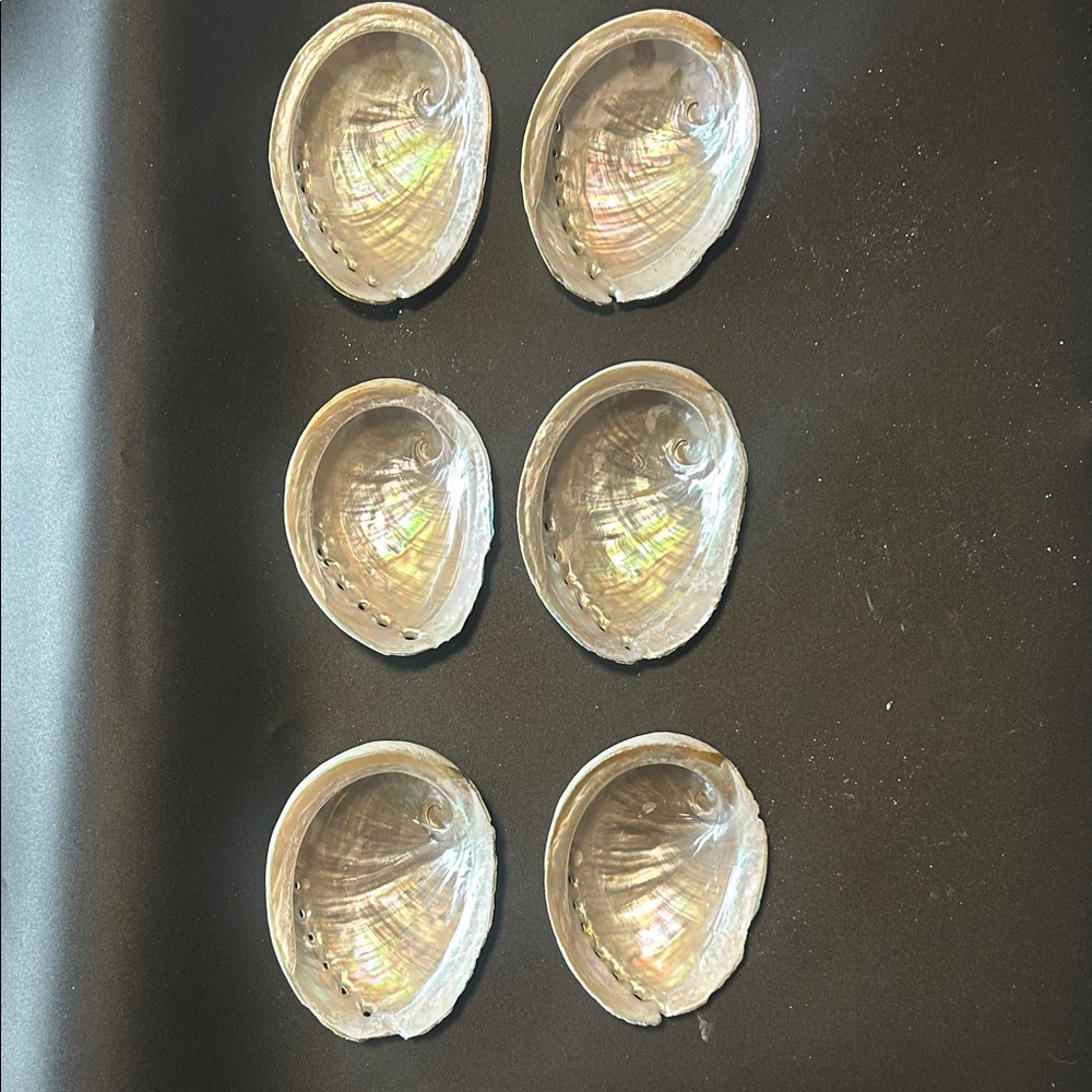 6 each Iridescent Abalone Shell
